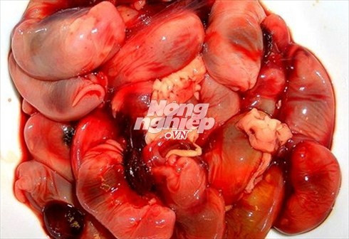 Bào thai chuột cũng được các quý ông cho rằng có thể tráng dương. Ảnh: Nongnghiep.