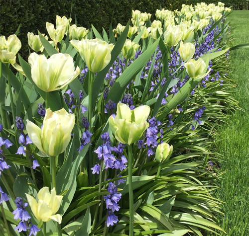 Tulip và hoa chuông xanh là một sự kết hợp tuyệt vời.