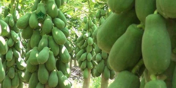 Mỗi cây đu đủ lùn Thái Lan cho bình quân 50 - 60 trái/năm, sản lượng đạt tới 90 - 100 kg/cây/năm. Nếu tính giá bình quân từ 7.000 - 10.000 đồng/kg thì người trồng có thể thu hoạch 200 triệu đồng/ha mỗi năm. Ảnh: Agriviet.