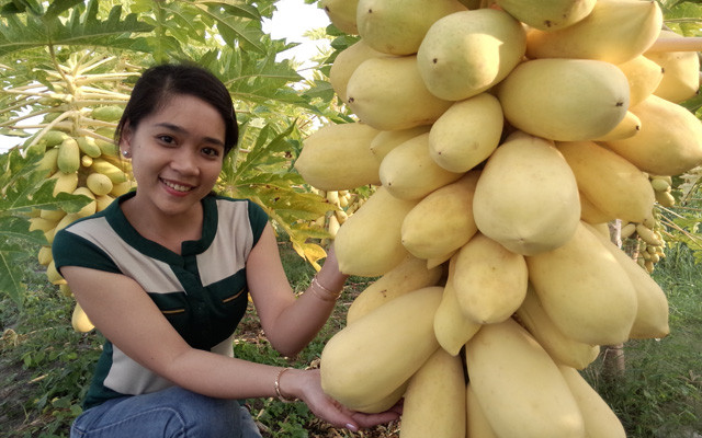 Quả trĩu trịt cộng với màu vàng đẹp mắt khiến vườn đu đủ trở thành nơi chụp ảnh của giới trẻ. Ảnh: Dân Việt.