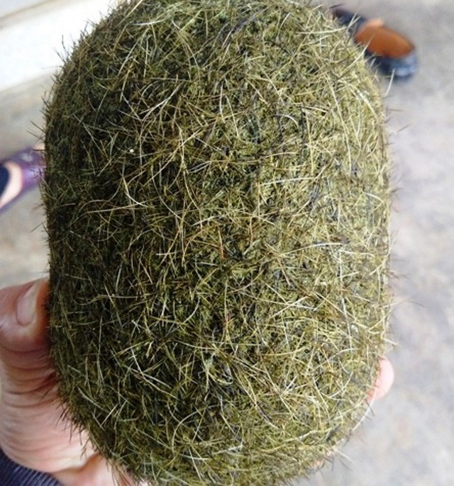 Có khách đã trả giá hàng trăm triệu cho vật thể lạ này. Ảnh: Gia đình & xã hội.