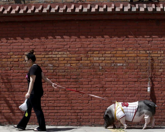 Dắt lợn đi dạo trở thành thú vui của nhiều người. Ảnh: Sina.