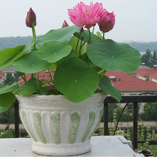 Một chậu sen ngoài ban công cho không gian thư giãn thêm trong lành. Ảnh: Hatgionghoa.
