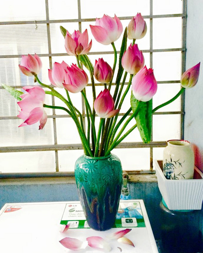 Bình sen cạnh cửa sổ đón bình minh. Ảnh: Saotoday.