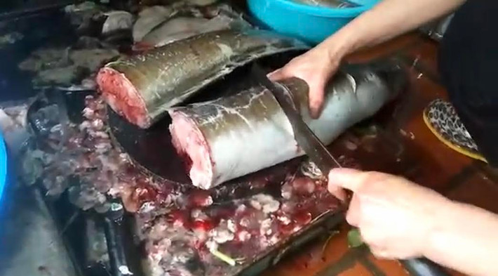 Con cá được thịt mổ và làm sạch trước khi đưa đến nhà đại gia chế biến thành các món nhậu. Ảnh: Vietnamnet.