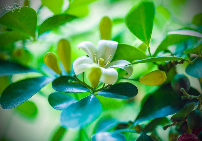 Nguyệt quý là một loại cây nhiệt đới được tìm thấy ở Đông Nam Á. Hoa nguyệt quý có 5 cánh trắng muốt, nhỏ xinh, trông khá giống với hoa cam. Cây nguyệt quý ưa sống ở nơi ẩm ướt vì vậy nếu trồng cây này bạn nên tưới nước hàng ngày, bón phân thường xuyên vào mùa xuân và mùa hè.