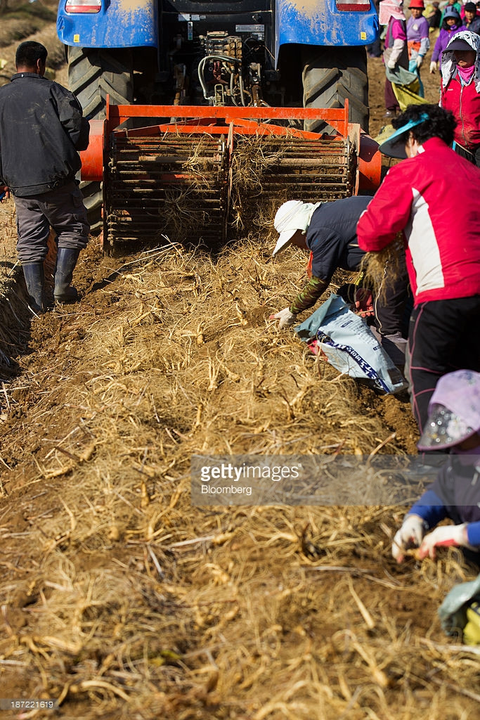 Bà con Hàn Quốc cho rằng nhân sâm là cuộc sống, là niềm tự hào của họ. Ảnh: Getty Images.