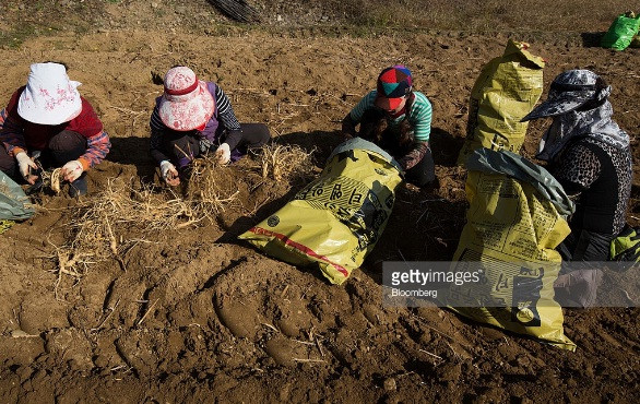 Mùa thu hoạch nhân sâm tại đây bắt đầu từ tháng 9 đến tháng 12 hàng năm. Ảnh: Getty Images.