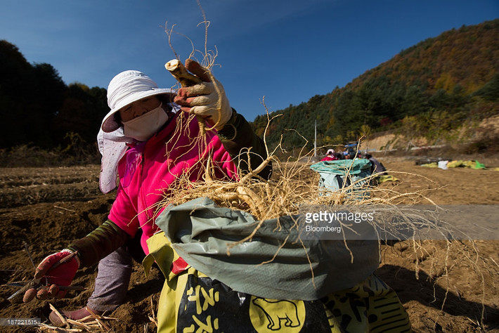 Họ yêu quý và trân trọng nhân sâm. Ảnh: Getty Images.