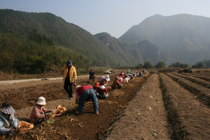 Bà con hăng say nhặt sâm, xếp sâm trên đồng ruộng. Ảnh: Mypanaxginseng.