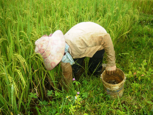 Vất vả hơn, người dân còn phải thọc tay vào trong hang để bắt cua. Ảnh: Tin mới.