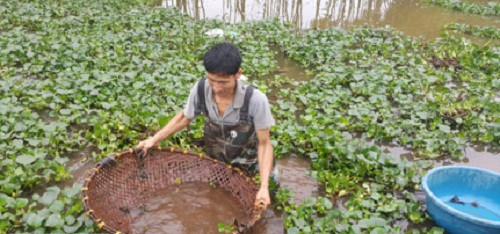 Vào mùa thu hoạch, cua sống dưới ao thường ngoi lên mặt nước. Người dân chỉ cần dùng chiếc rổ tre lớn rồi hớt vào chỗ có bèo hay cỏ dại và giũ mạnh là cua đọng lại trong rổ. Ảnh: Dân Việt.