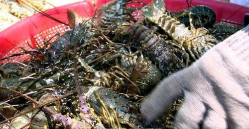 Tôm hùm thả nuôi được một năm bị chết khiến người nuôi khóc ròng. Ảnh: TTXVN.