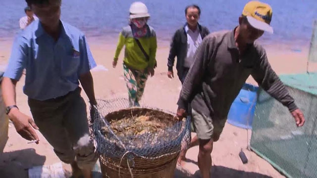 Các cơ quan chức năng địa phương đang lấy mẫu xét nghiệm để tìm ra nguyên nhân gây chết tôm hàng loạt. Ảnh: Nhandan.