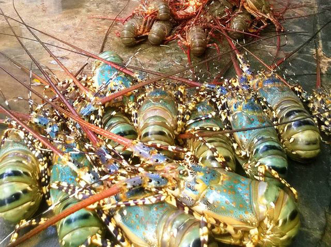 Ngư dân khốn đốn vì tôm hùm chết hàng loạt. Ảnh: Cand.