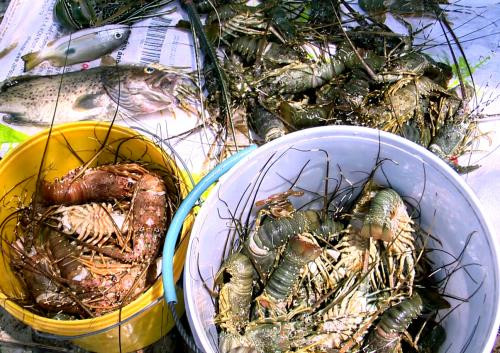 Ở Việt Nam có 2 loài tôm hùm nuôi phổ biến chiếm sản lượng đáng kể là tôm hùm bông, tôm hùm đá (xanh). Ảnh: TTXVN.