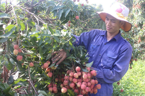 Niềm vui của bà con trong mùa thu hoạch vải. Ảnh: Baobacgiang.