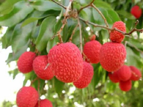 Những trái vải thiều chín mọng, đỏ rực vẫn còn trên cành khiến chúng ta không khỏi thích thú. Ảnh: HTA.