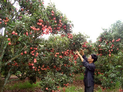 Không khí làm việc trong những ngày thu hoạch vải cực kỳ khẩn trương, bởi vải rộ rất nhanh. Ảnh: Bacgiang.