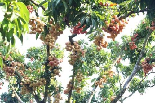 Vải mọc ngay trên thân cây như những trái sung. Ảnh: Kinhdoanhnet.