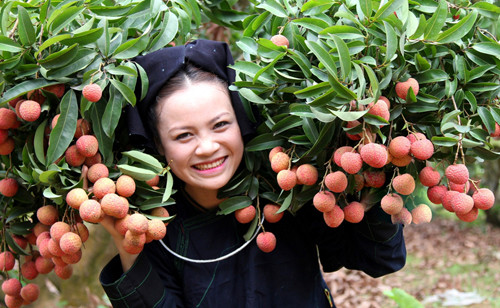 Thiếu nữ thích thú chụp hình cùng chùm vải thiều chín mọng. Ảnh: Bindo.