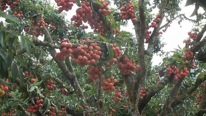Bắt đầu từ giữa tháng 5 là thời điểm vải bắt đầu vào độ chín. Những vườn vải sai trĩu quả luôn niềm hạnh phúc của người trồng. Ảnh: Achau.