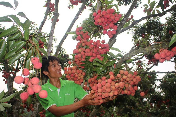 Có những gia đình chỉ thu hoạch một góc vườn cũng đã được 5 tấn quả. Ảnh: Truyenhinhlucngan.
