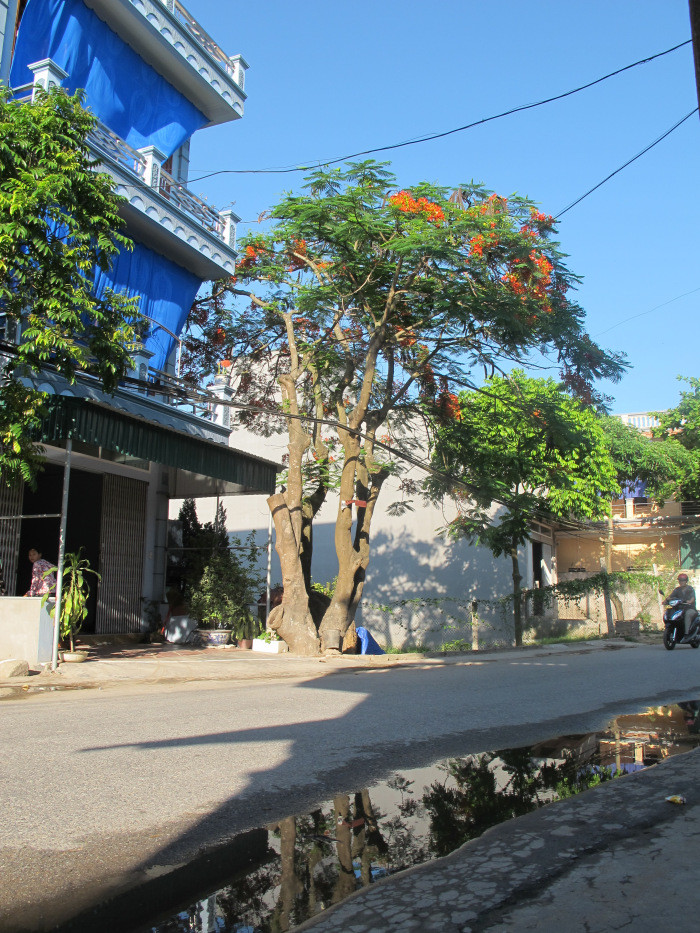 Phượng trước cửa nhà. Ảnh: Wordpress.