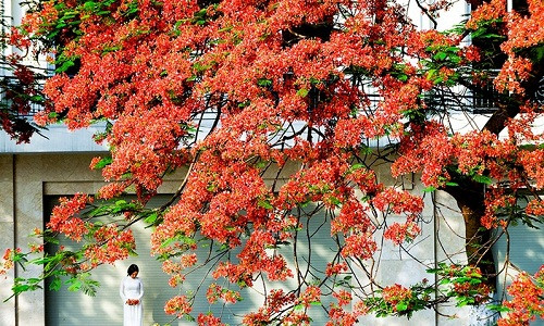 Hoa phượng đỏ rủ xuống mặt đất, cho ngôi nhà thêm phần thơ mộng. Ảnh: Zing.