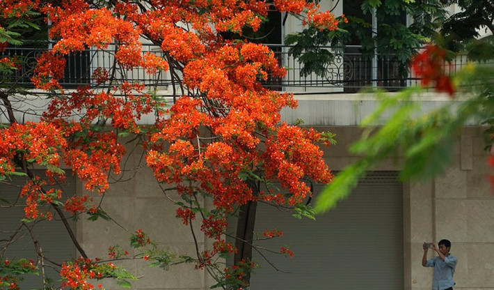 Nhiều bạn trẻ không thể cưỡng lại vẻ đẹp của chùm phượng vĩ trước cửa nhà. Ảnh: Wordpress.