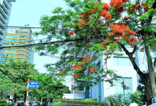 Màu đỏ của hoa phượng nổi bật trên nền sơn màu trắng của ngôi nhà. Ảnh: VTV.