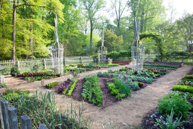 Những luống rau chéo nhau tạo nét đẹp riêng. Ảnh: Awaytogarden.