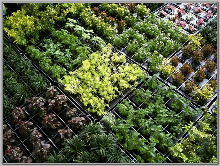 Những thùng nhựa ghép lại thành vườn rau độc đáo. Ảnh: Searchotels.
