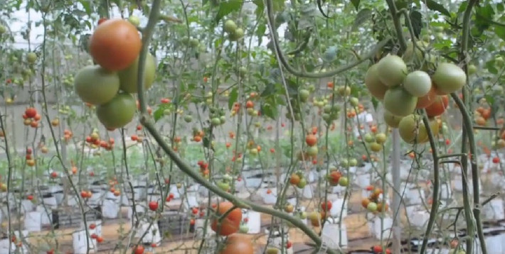 Trung bình mồi chồi hoa cho từ 8 - 10 quả, mỗi dây cà chua cho năng suất khoảng 5kg quả. Ảnh: Zing.