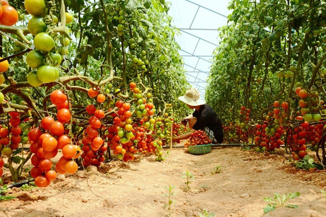 Vườn cà chua cherry cho trái sai trĩu quả ở TP Đà Lạt. Ảnh: Cand.