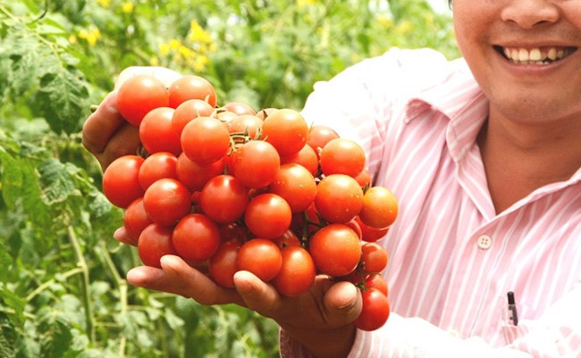 Nhờ chăm sóc đúng kỹ thuật, cà chua không chỉ cho chất lượng cao mà còn rất sai quả. Ảnh: Cand.