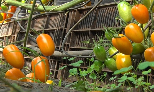 Cà chua vàng được du nhập vào Đà Lạt hơn 10 năm trước. Ảnh: Youtube.