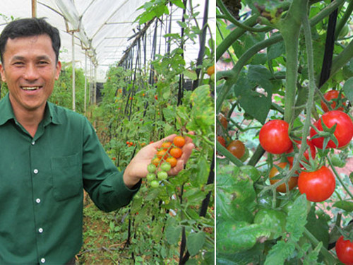 Vườn cà chua sạch, siêu ngọt của nhà nông Vũ Nhuần ở Vạn Kiếp, phường 8, Đà Lạt. Ảnh: Lâm Đồng Online.