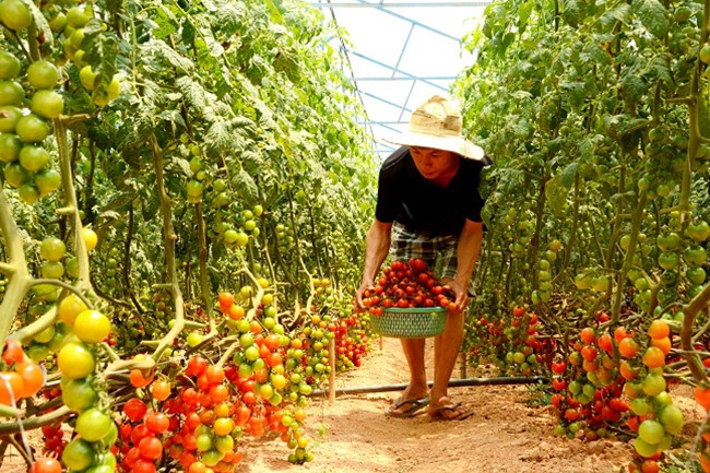 Vườn cà chua cherry cho trái sai trĩu quả ở TP Đà Lạt. Ảnh: Cand.