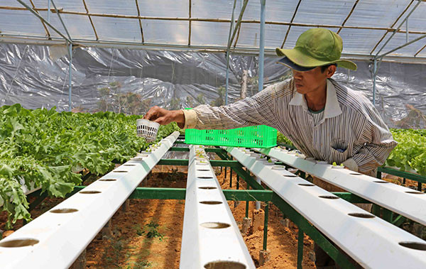 Không chỉ đảm bảo nguồn rau sạch, an toàn, mô hình trồng rau thủy canh còn mang lại nguồn thu nhập cao cho người sản xuất. Ảnh: Báo Lâm Đồng.