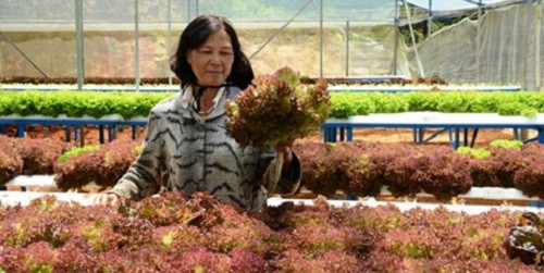 Đây là vườn rau thủy canh của bà Phạm Thị Cúc (Lạc Dương, Lâm Đồng) được trang bị nhà kính với thiết bị của Thái Lan, Ấn Độ...Ảnh: Congan.