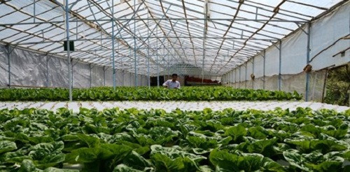 Bà Cúc chủ yếu trồng rau xà lách, trung bình 30 ngày là được thu hoạch. Mỗi cây nặng khoảng 200g nên vườn rau của bà thu 5 tấn mỗi đợt/1.000m2. Mỗi đợt bà Cúc thu về hơn 200 triệu đồng, trừ chi phí còn lãi trên 100 triệu đồng. Ảnh: Congan.