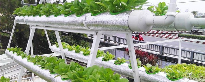 Vườn rau sạch của anh Dương (Đà Lạt) có doanh thu hàng tỷ đồng mỗi tháng. Ảnh: Bizweb.