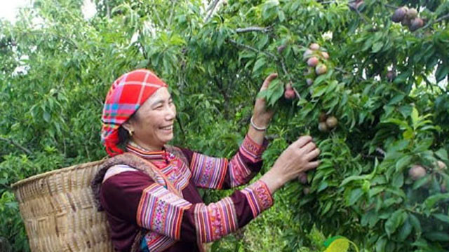 Mùa thu hoạch mận như ngày hội của người dân vùng cao nguyên. Ảnh: Dân Việt.