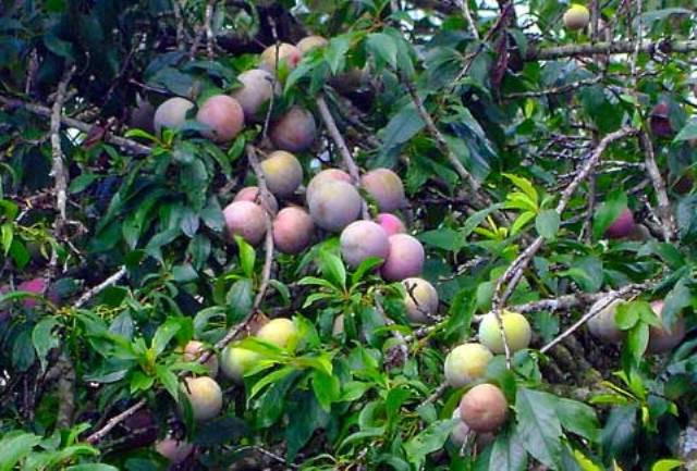 Mận cũng trở thành cây trồng chính giúp xóa đói giảm nghèo ở nơi đây nhiều năm qua. Ảnh: Dalinhvuc.