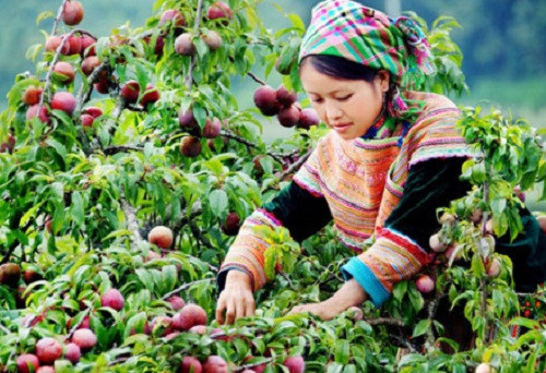 Mận chính vụ đang bán trên thị trường có giá khoảng 60.000 - 70.000 đồng/kg. Ảnh: Lao động.