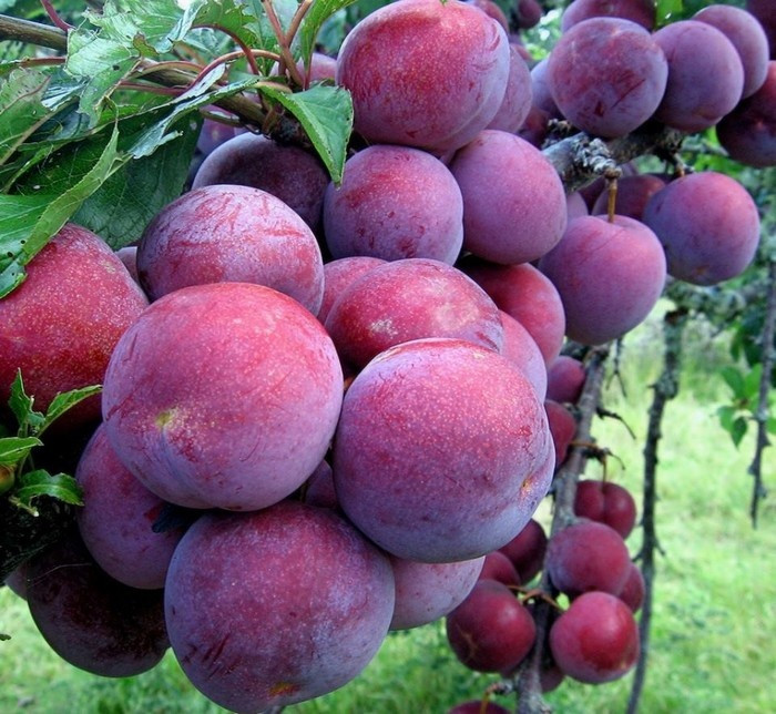 Chùm mận đỏ mọng, căng tròn khiến du khách mê mệt. Ảnh: Phượt.