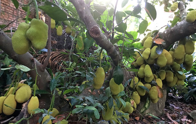 Nhắc đến những cây mít siêu trái nổi tiếng ở nước ta không thể bỏ qua gốc mít của một gia đình ở phường Lê Hồng Phong, T.P Quảng Ngãi. Ảnh: Dân Việt.