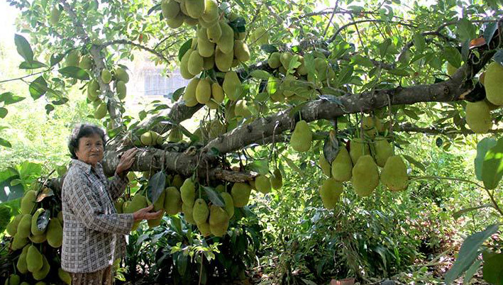 Cây mít 400 quả ở Quảng Ngãi khiến người qua đường thích thú. Ảnh: Báo Quảng Ngãi.