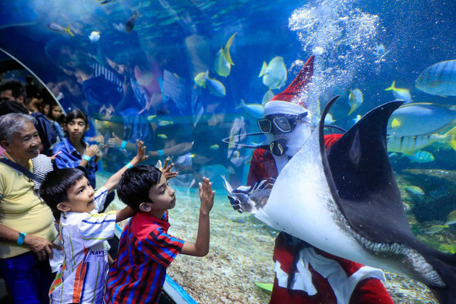 Thợ lặn mặc trang phục ông già Noel cho cá đuối ăn trong công viên hải dương Manila Ocean ở thành phố Manila, Philippines. (Nguồn Guardian)